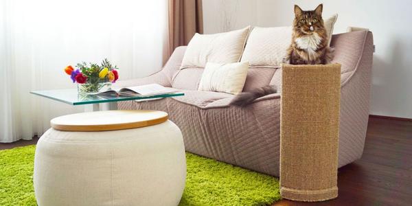 Playtime Workshop is the Ultimate Option for Cat Lovers