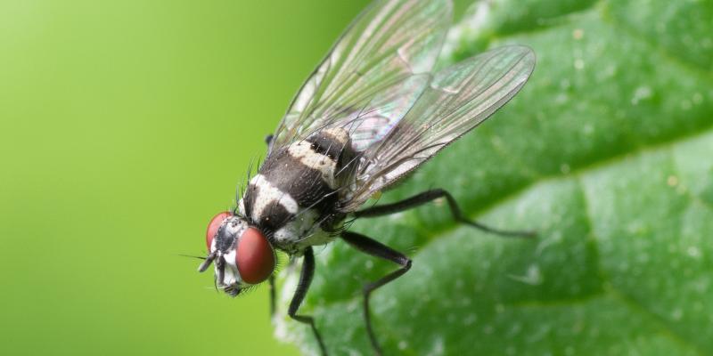 Deal with Flies in Summer