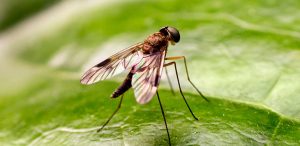 four main types of flies